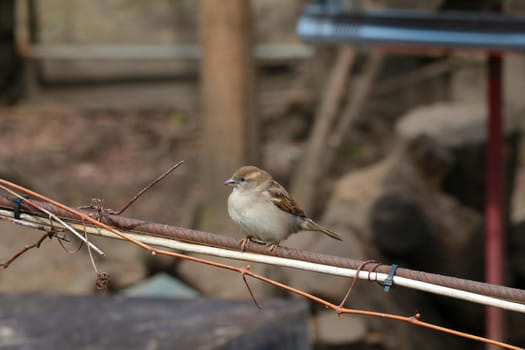 Close-up of a sparrow that sits on a branch