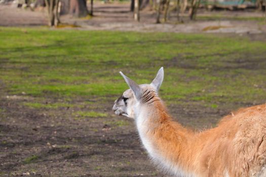 Beautiful llama in the animal park on a sunny day