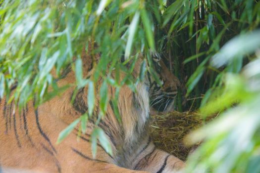 Out of focus. Blurred background. A tiger hid in the green