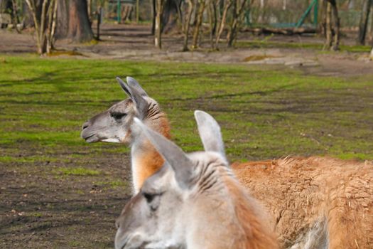 Beautiful two adult llamas in the park in spring