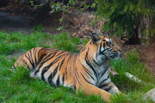 A beautiful adult tiger lies on the ground in the park