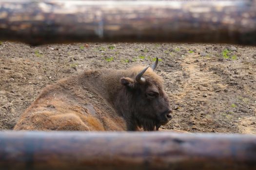 The bison lies on the ground in the park and sleeps