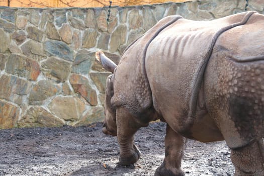 Close-up on an adult rhinoceros in the park