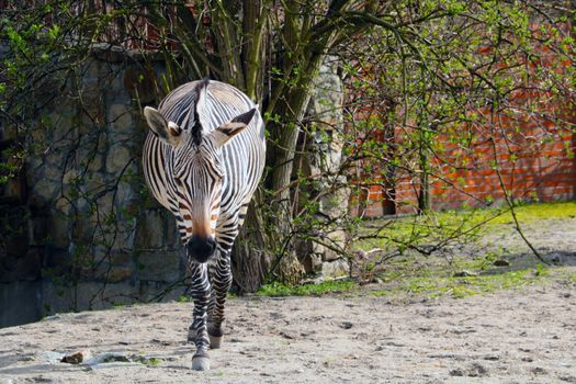 View of an adult beautiful zebra in the park. Wild animals