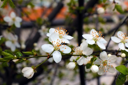 Blooming branch of apple tree in the garden in spring