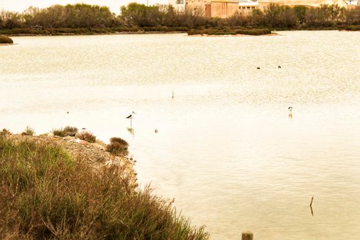 Wetlands of Santa Pola on a cloudy day of winter. Santa Pola in the background