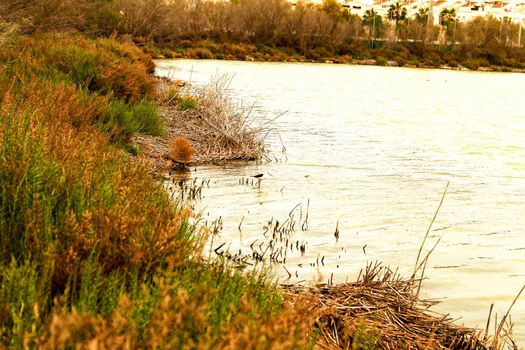 Wetlands of Santa Pola on a cloudy day of winter. Santa Pola in the background