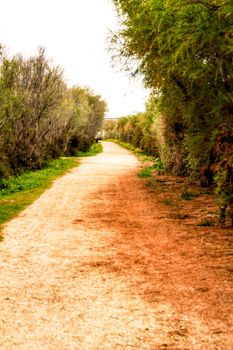Path between vegetation on a cloudy day in Santa Pola, Spain