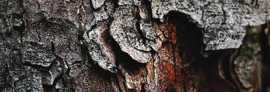 Natural wood, tree texture as wooden background, environment and nature closeup