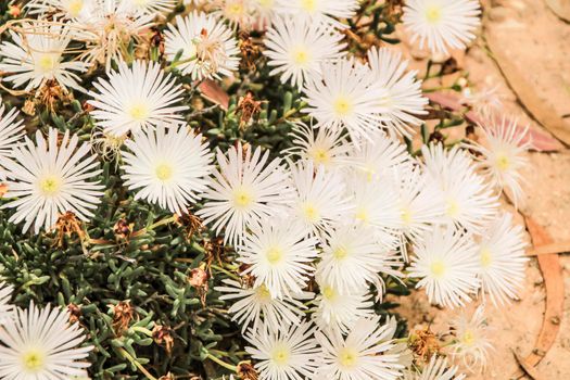 Beautiful Mesembryanthemum Crystallinum white flowers under the sun in Spring