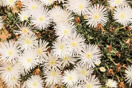 Beautiful Mesembryanthemum Crystallinum white flowers under the sun in Spring