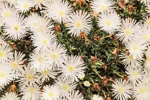 Beautiful Mesembryanthemum Crystallinum white flowers under the sun in Spring