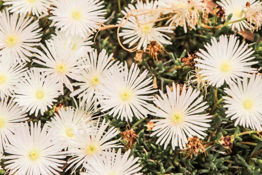 Beautiful Mesembryanthemum Crystallinum white flowers under the sun in Spring