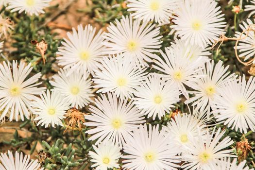 Beautiful Mesembryanthemum Crystallinum white flowers under the sun in Spring