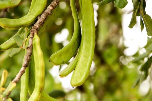 Green carob fruits hanging in Ceratonia Siliqua tree in the garden