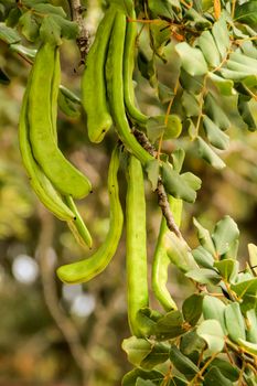 Green carob fruits hanging in Ceratonia Siliqua tree in the garden