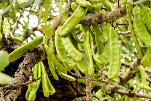 Green carob fruits hanging in Ceratonia Siliqua tree in the garden