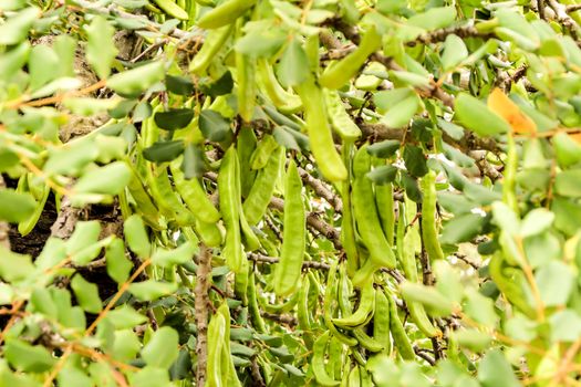Green carob fruits hanging in Ceratonia Siliqua tree in the garden