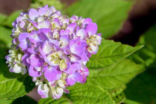 Beautiful close-up of purple or pink and white Hortensia group or Hydrangea macrophylla flower on the tree