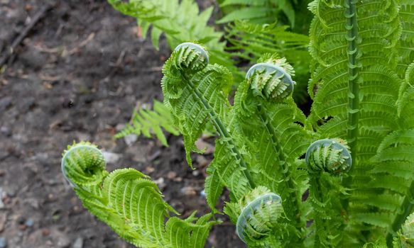 Swirls of green fern on a flower bed in the garden.