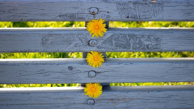 Yellow dandelion flowers on a blue wooden bench in summer.