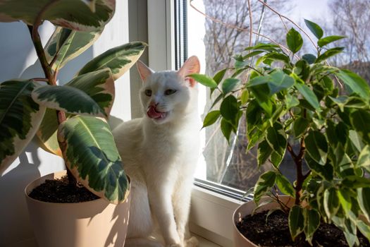 An adult white cat sits between the flower pots and licks its face. Cat on the window on a sunny day.