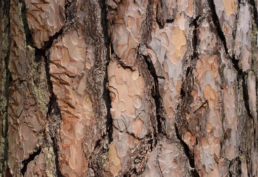 Brown pine bark background on a sunny day.
