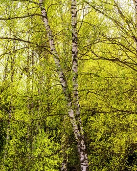 Birch branches covered with young bright green foliage and illuminated by the sun in the spring.