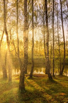 Sun rays cutting through birch trunks in a grove at sunset or sunrise in spring.