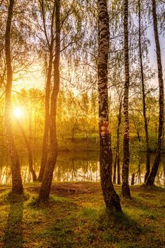 Sun rays cutting through birch trunks in a grove at sunset or sunrise in spring.