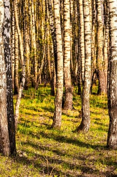 Rows of birch trunks with young foliage, illuminated by the sun at dusk or dawn in spring.