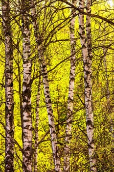 Birch branches covered with young bright green foliage and illuminated by the sun in the spring.