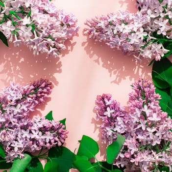 Lilac branch on a pink copyspace background . A flowering branch. Nature