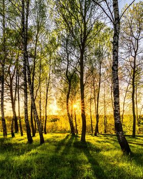 Sun rays cutting through birch trunks in a grove at sunset or sunrise in spring.