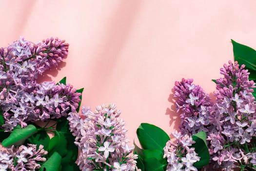 Lilac branch on a pink copyspace background . A flowering branch. Nature