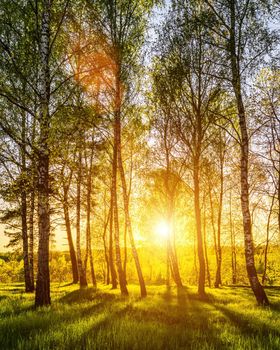 Sun rays cutting through birch trunks in a grove at sunset or sunrise in spring.