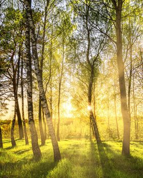 Sun rays cutting through birch trunks in a grove at sunset or sunrise in spring.