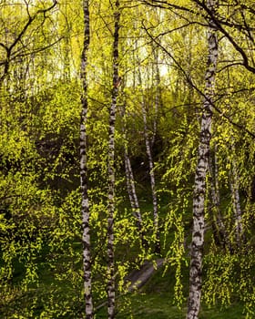 Birch branches covered with young bright green foliage and illuminated by the sun in the spring.