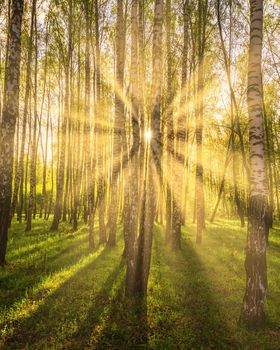 Sun rays cutting through birch trunks in a grove at sunset or sunrise in spring.