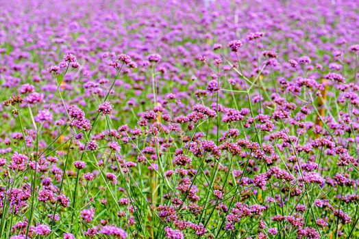 Purple flower field, beautiful nature of Verbena Bonariensis or Purpletop Vervain flowers for background at Khao Kho, Phetchabun, Thailand