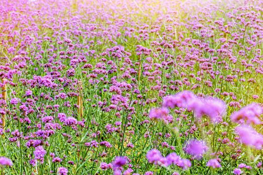 Purple flower field, beautiful nature of Verbena Bonariensis or Purpletop Vervain under the sunlight in the evening for background at Khao Kho, Phetchabun, Thailand