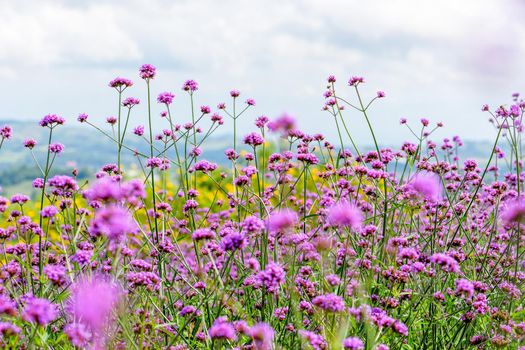 Purple flower field, beautiful nature of Verbena Bonariensis or Purpletop Vervain under the sky at Khao Kho, Phetchabun, Thailand