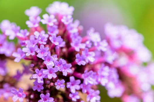 Close-up purple flower and water drop, beautiful nature of Verbena Bonariensis or Purpletop Vervain flowers