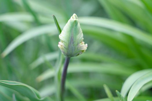 Tulip flower on a beautiful background macro. High quality photo