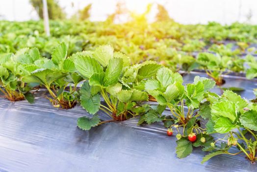 Fresh red strawberries fruits on strawberry plant at strawberry garden under the evening sunlight in Thailand