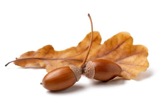 Two acorns and autumn oak leaf isolated on white background.