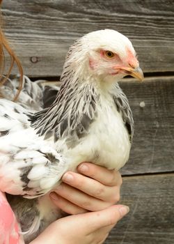 A young girl holds her chicken tightly in her arms.