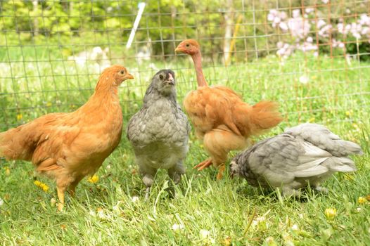 A mix of various baby Chickens feeding on the summer grass.