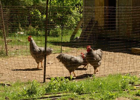 A few good Roosters out in the yard of their pen area during the sunshine hours.