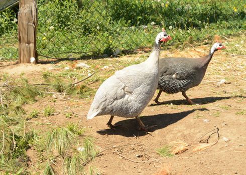 A couple African Guinea Hens running around the yard during the daytime hours.